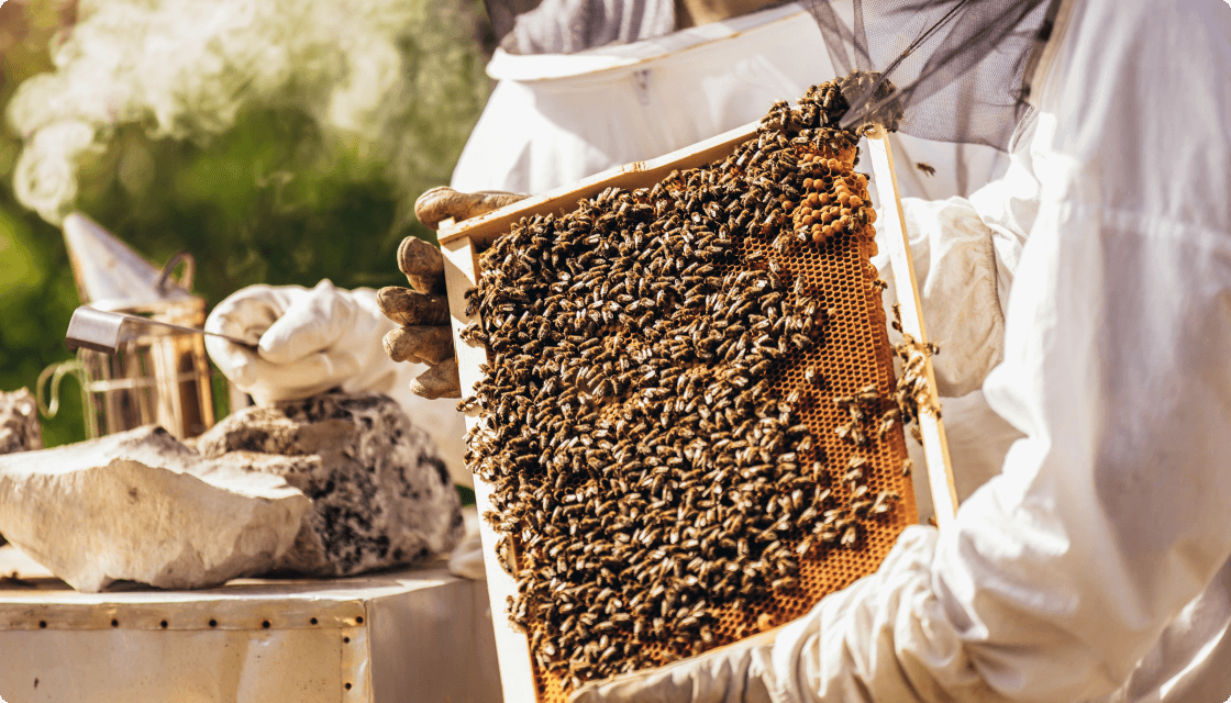 Bee Friendly: The Essential Role of Pollinators in Craft Spirits