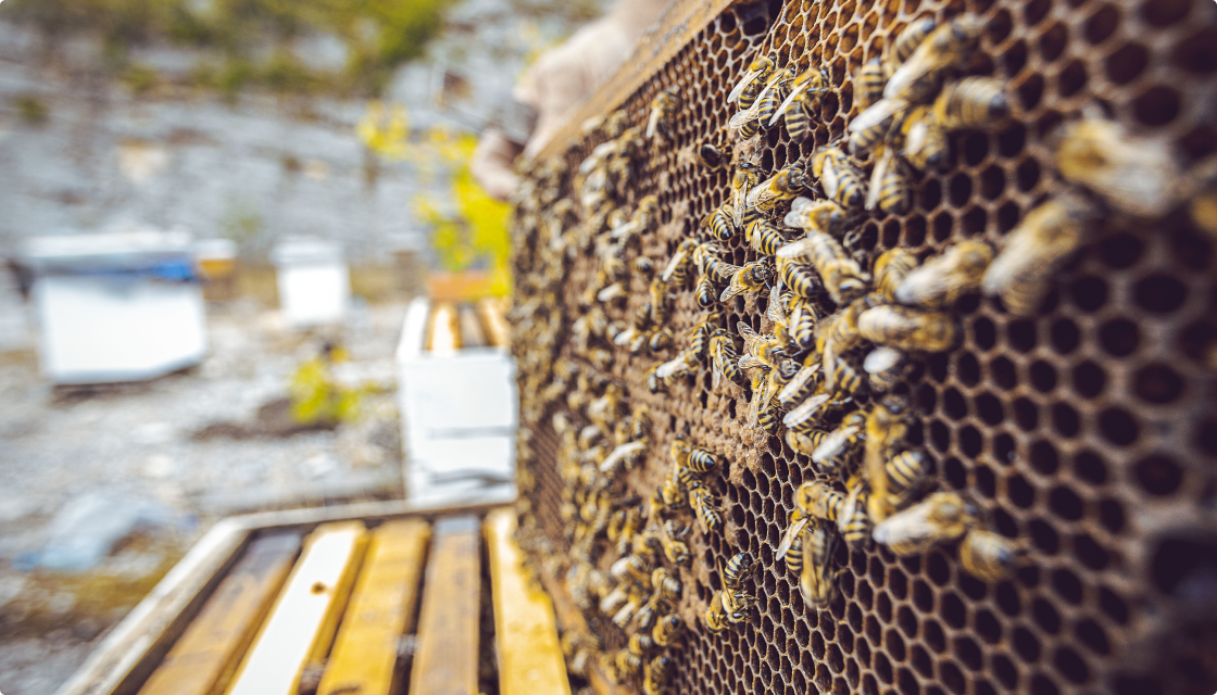 Catskills wildflower honeycomb used in Pollinator Spirits small-batch distilling